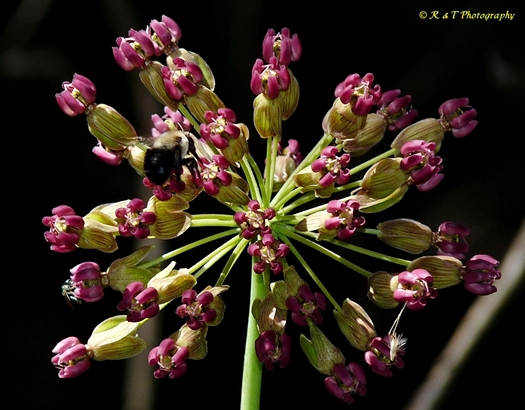 {Asclepias amplexicaulis}
